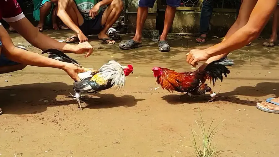 1WIN Cockfighting