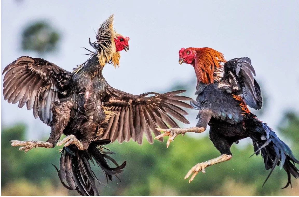 1WIN Cockfighting 1WIN ককফাইটিং